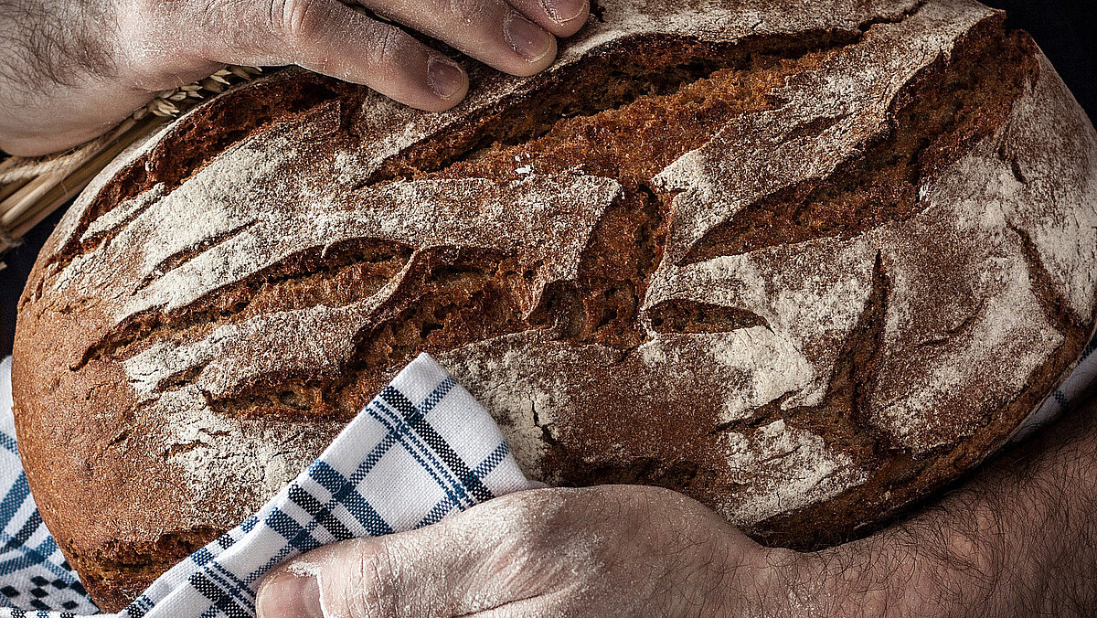 Baker man holding rustic loaf of bread and wheat in hands