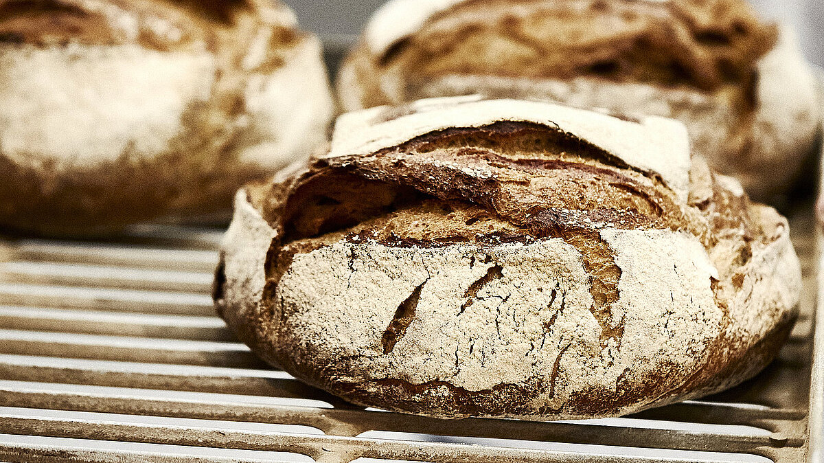 Drei Brote auf einem Backblech, das vermutlich in einen Ofen geschoben wird.